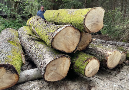 Baumstämme aus dem Wald